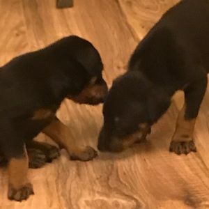 Meet your Posher, Martha